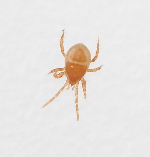 Parasitellus fucorum